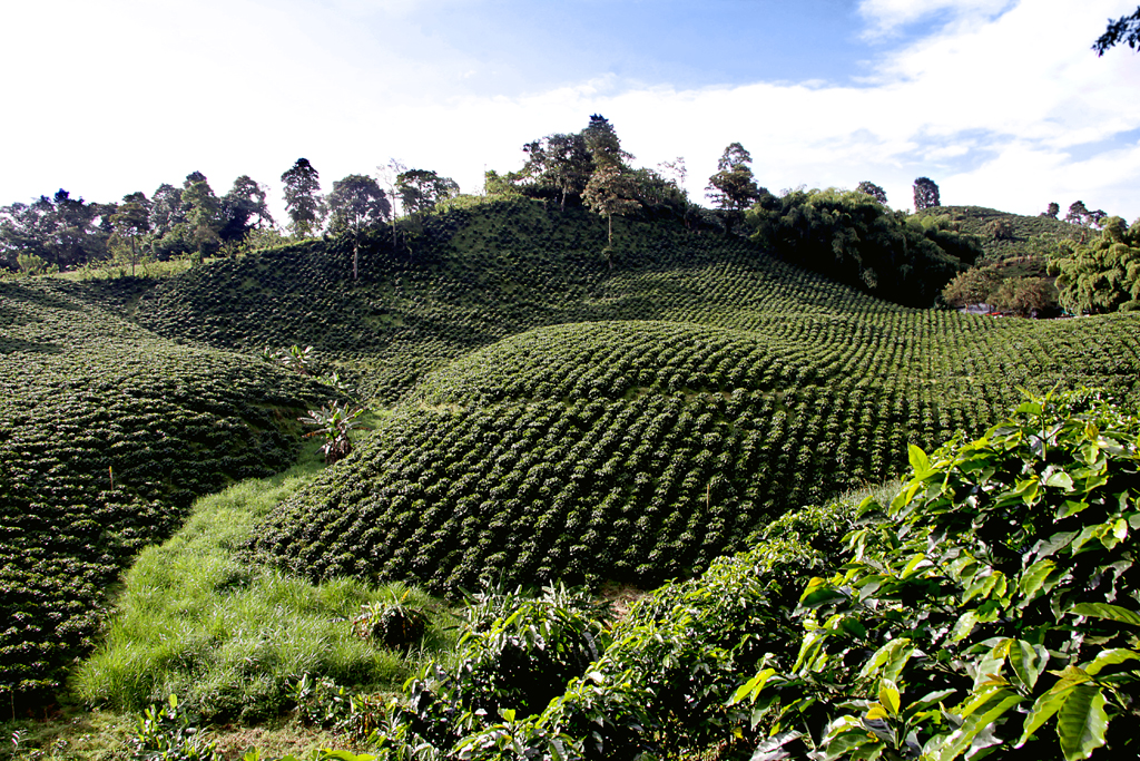 eje cafetero colombia