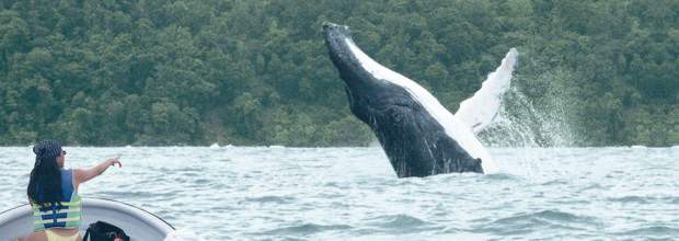 ballenas en el pacifico colombiano